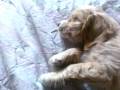videos de kira mi perra