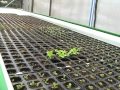 Green Acre Organics video tour