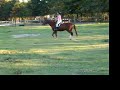 AQHA gelding for sale