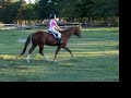AQHA gelding for sale
