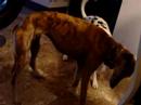 lady  avenida  plays with duna