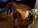 lady  avenida  plays with duna