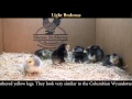 Video: Light Brahma Baby Chicks