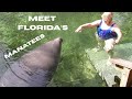 Blue Springs Park Manatees Florida - YouTube