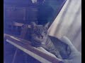 il-leone.html