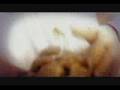 MEGADETH-DIE DEAD ENOUGH