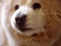 My White Chow Chow Sugar