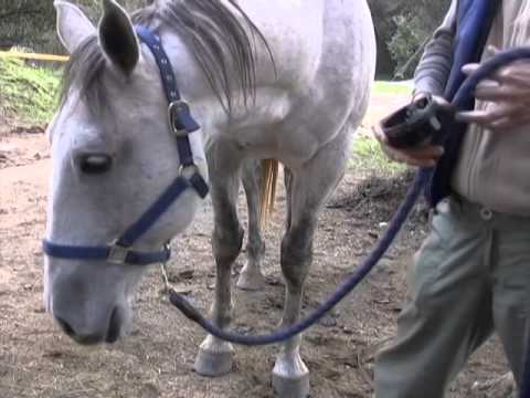 how to treat equine sarcoids