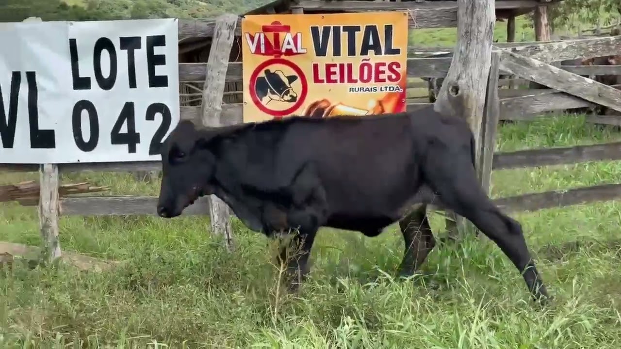 LOTE 42 - 01 GARROTA  3/4; BR:45 AM;  V-5