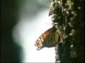 Billions Butterflies in Mexico