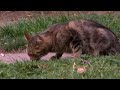 Test Footage: DVX100B Test Footage: DVX100B