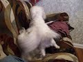 dog-fighting-with-boy.html