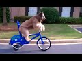 Norman the bike-riding dog cycles along street
