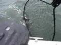 ucluelet costal charters