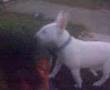 Bull Terrier Inglés video