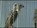 Handfed Saffron Finch, Canario da terra