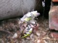 tiger spider vs grasshoppers tiger spider vs grasshoppers