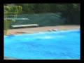videos de taylor doing a cannonball off the diving board