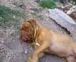 Dogue de bordeaux