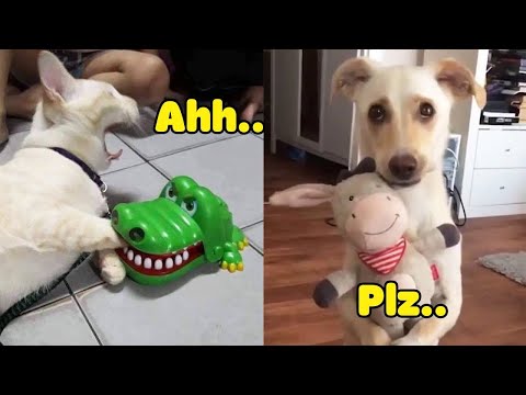 Dogs and Cats Reaction to Toy - Funny Animal Reaction (2020)