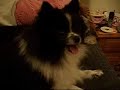 ポメラニアン動画