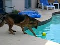 Al agua perro II