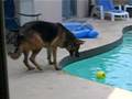German Shepherd Dog fall in Pool