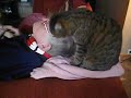 Filly the hairdressing cat