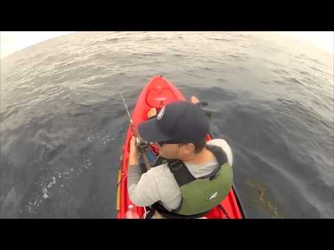 how to bleed yellowtail