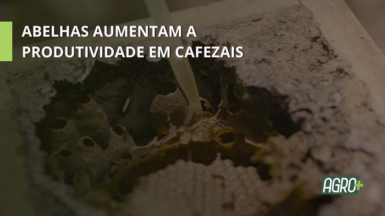 Embrapa insere Abelhas em Cafezais de SP e MG.