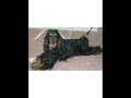 perro que habla - Chucho perro que habla - Chucho