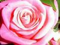 Lindo!! ! Das rosas ( poema de Angelo Rodrigues)  Inebriante. perfume....