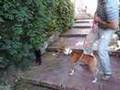 Basenji video