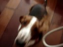 Basset hound dando a patona 2