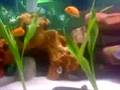 My Cichlids.