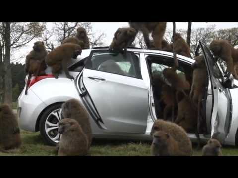 Hyundai fait tester sa i30 par des singes! 0 Hyundai fait tester sa i30 par des singes!