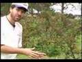 Amora - Pesquisa da Embrapa Clima Temperado