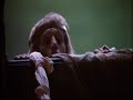 monty python the tale of sir lancelot