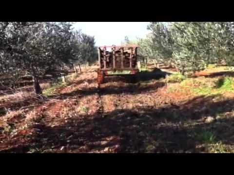 how to fertilize olive trees