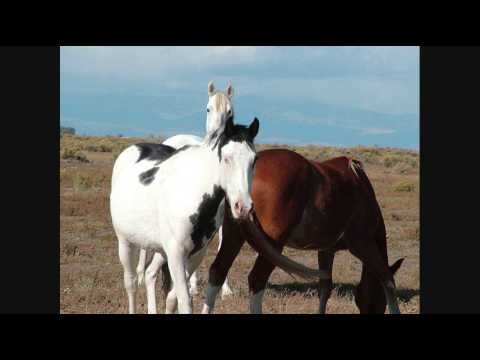 240 acres Alamosa, CO