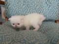 Awe Baby Kitten Grows Up