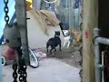 pit-bulls fight