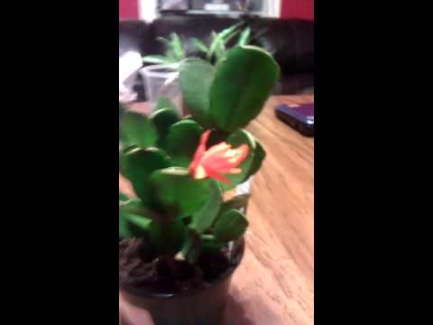 how to grow easter cactus