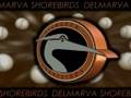 Delmarva Shore Birds Teaser