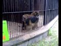 Dog enters into the tiger cage.