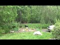 Click here to watch this video Stay out of the flowerbeds!