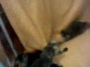 les ptits isatis