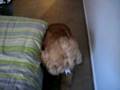 videos de molestando a mi xuxo