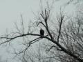 Bald Eagle Saltsburg, PA Video 1of 5 First perch
