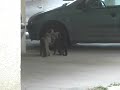 No Cat Fight - Shameful for Us